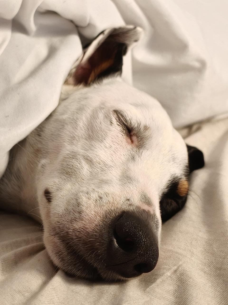 Bodeguero andaluz napping