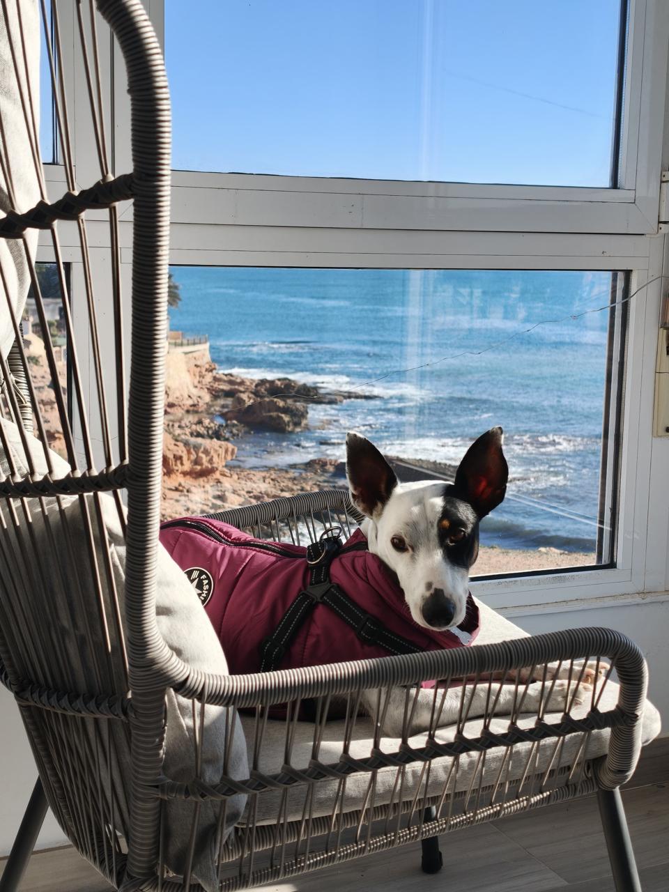 Bodeguero andaluz chilling with a sea view