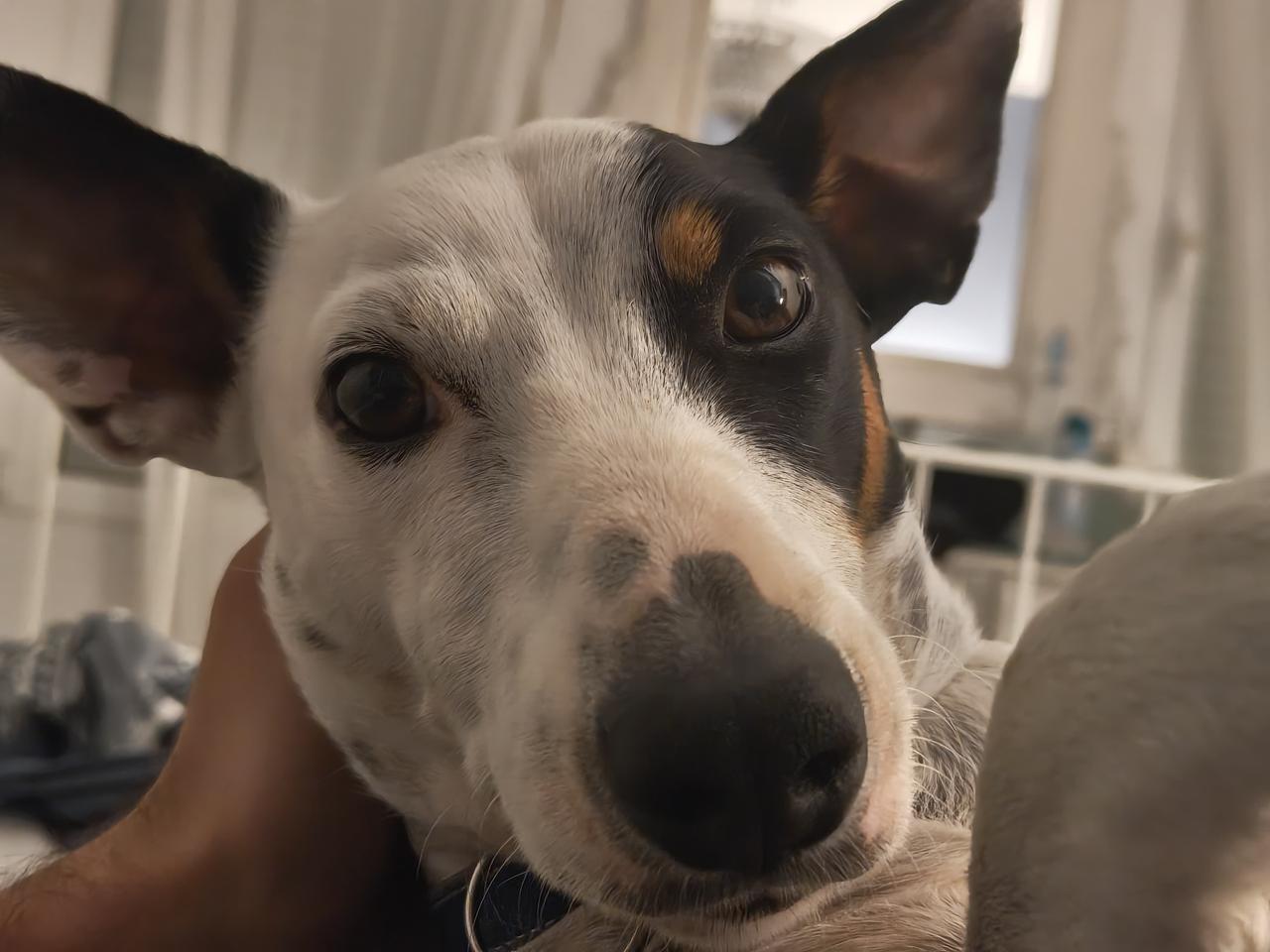 Close-up selfie from the dog