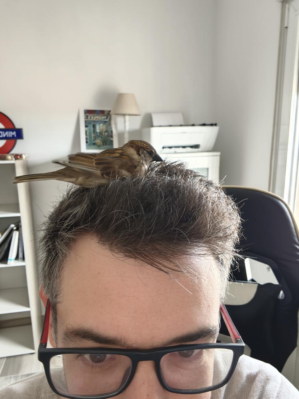 A sparrow decided my head was a good place to land